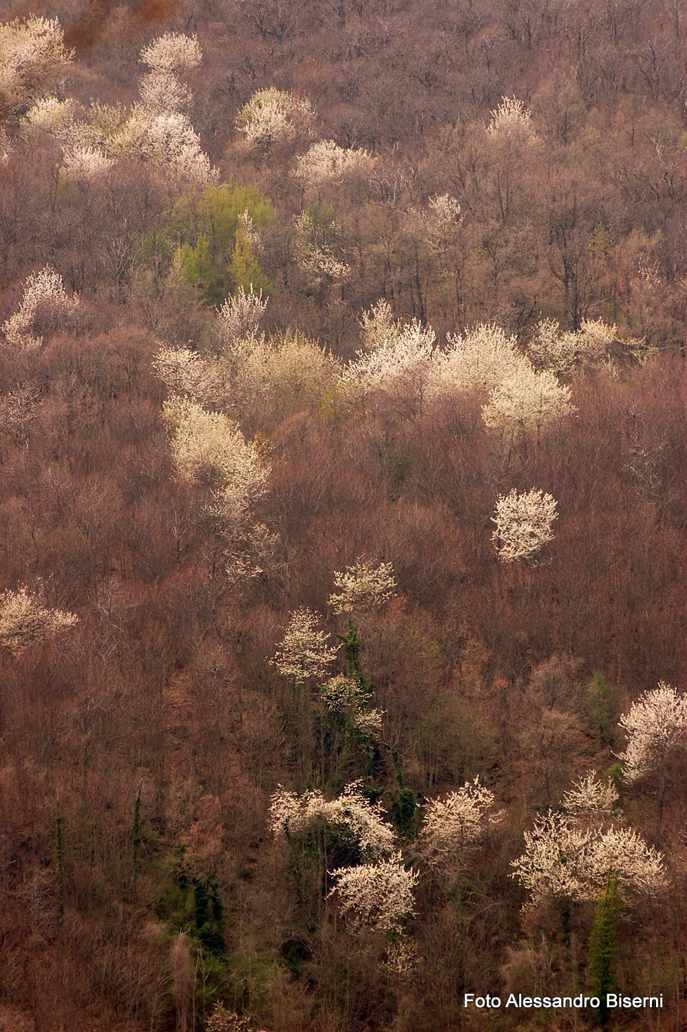 bosco nei pressi di Sasso d'Ombrone