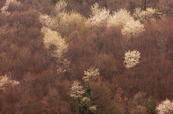 bosco nei pressi di Sasso d'Ombrone