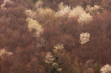 bosco nei pressi di Sasso d'Ombrone