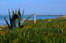 Spiagge della Maremma : Giannella