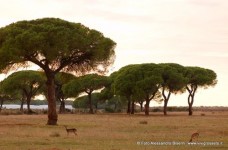 Parco dell'Uccellina