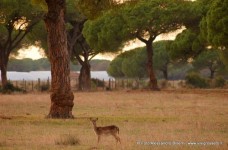 Marina di Alberese ed il Parco dell'Uccellina