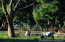 Parco dell'Uccellina Maremma Toscana Vacche al pascolo