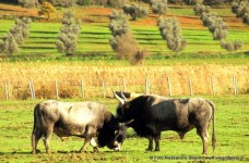 Parco dell'Uccellina Maremma Toscana Tori