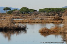 Bocca d'Ombrone Parco della Maremma