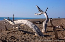 Marina di Alberese Parco dell'Uccellina 