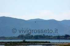 Oasi wwf di Orbetello 