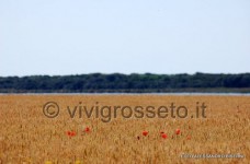 Il Lago di Burano