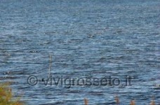 Il Lago di Burano - Oasi del wwf 